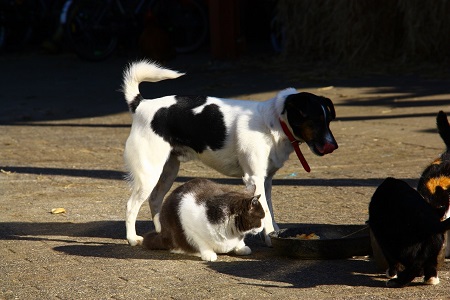 Hond en kat