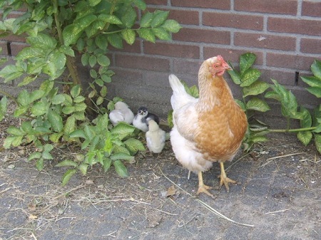 Kip met kuikens