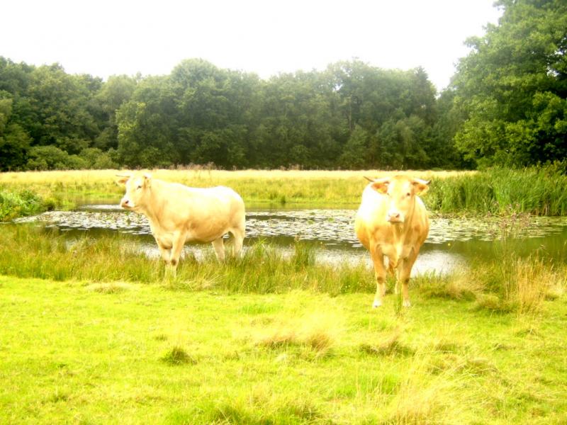 Natuurlijke Blondes